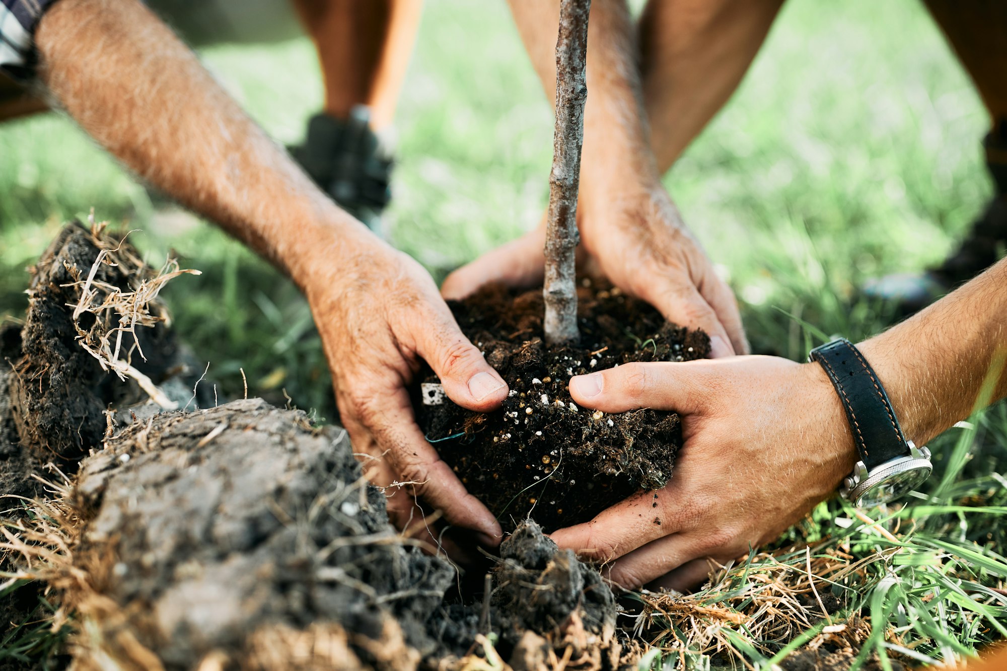 Close-up of senior man and his son planting a tree in nature.